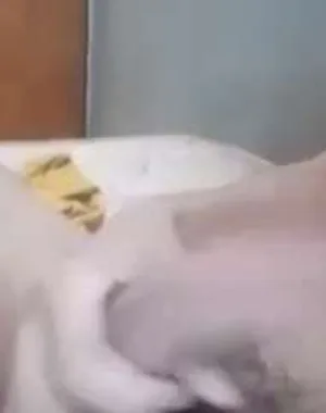 Salasgr